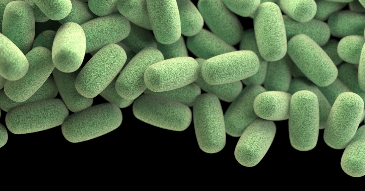 Clostridium perfringens bacteria - 3D recreation