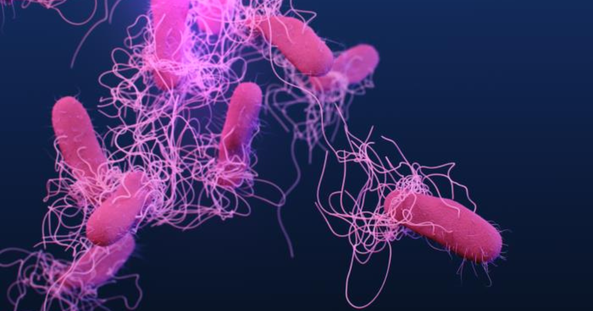 Salmonella serotype Typhi bacteria